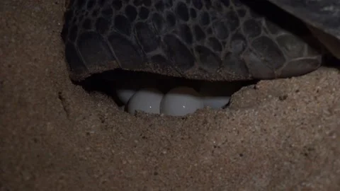 Turtle Footage in 4k, Drone,Water,Beach Stock Footage 132963159