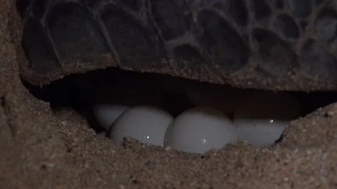 Turtle Footage in 4k, Drone,Water,Beach Stock Footage 133063551