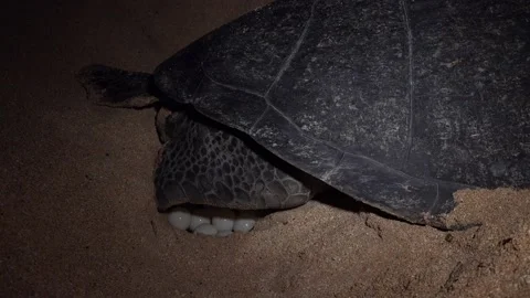 Turtle Footage in 4k, Drone,Water,Beach Stock Footage 133064610