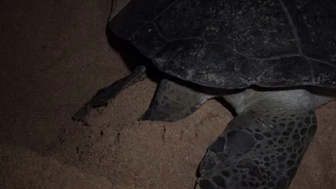 Turtle Footage in 4k, Drone,Water,Beach Stock Footage 133068536
