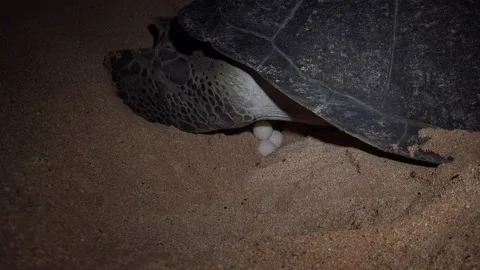 Turtle Footage in 4k, Drone,Water,Beach Stock Footage 133068569