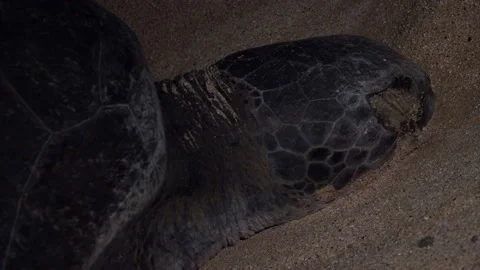 Turtle Footage in 4k, Drone,Water,Beach Stock Footage 133070301