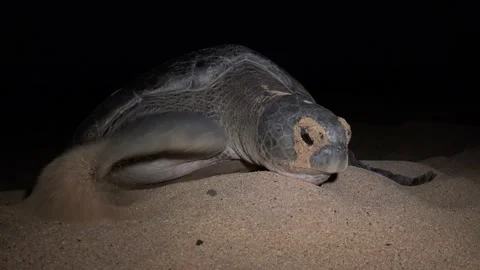 Turtle Footage in 4k, Drone,Water,Beach Stock Footage 133071787