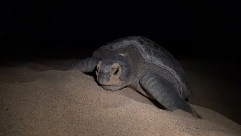Turtle Footage in 4k, Drone,Water,Beach Stock Footage 133073509