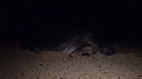Turtle Footage in 4k, Drone,Water,Beach Stock Footage 133074520