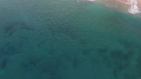 Turtle Footage in 4k, Drone,Water,Beach Stock Footage 133128750