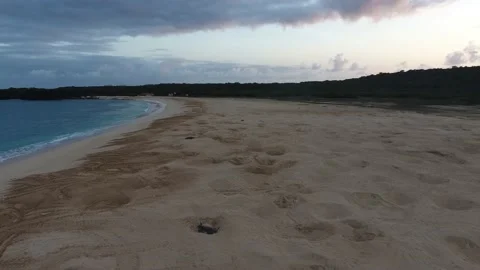 Turtle Footage in 4k, Drone,Water,Beach Stock Footage 133505567