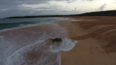 Turtle Footage in 4k, Drone,Water,Beach Stock Footage 133816696