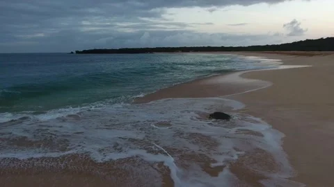 Turtle Footage in 4k, Drone,Water,Beach Stock Footage 133828964