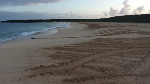 Turtle Footage in 4k, Drone,Water,Beach Stock Footage 133831227