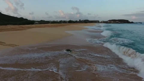 Turtle Footage in 4k, Drone,Water,Beach Stock Footage 133832753