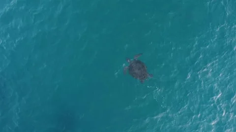 Turtle Footage in 4k, Drone,Water,Beach Stock Footage 133833815