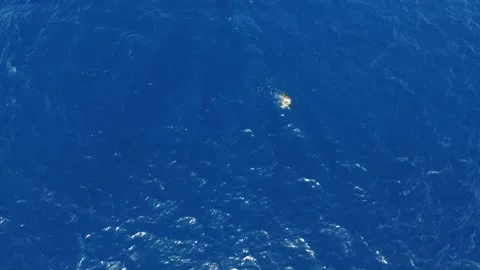 Turtle Footage in 4k, Drone,Water,Beach Stock Footage 133865983