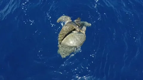 Turtle Footage in 4k, Drone,Water,Beach Stock Footage 133889290