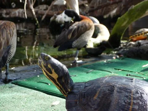 Turtle in the foreground 스톡 사진