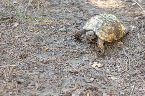 Turtle in forest, crawling in the forest grass Stock Photos