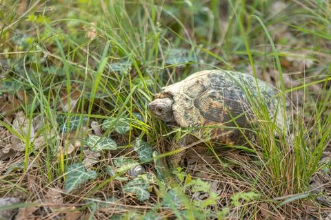 Turtle in forest, crawling in the forest grass Stock Photos