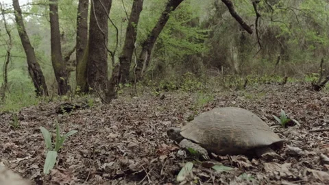 Turtle in the Forest Stock Footage 282934832