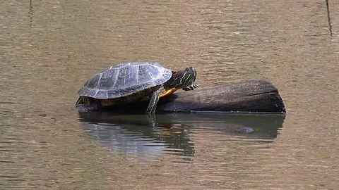 Turtle on a forest lake Stock Footage 73920704