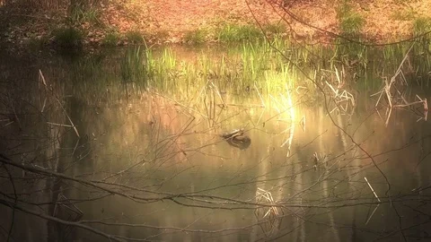 Turtle on a forest lake, zoom in Stock Footage 80019205