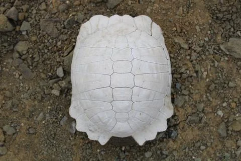 Turtle fossil. Dead and bleached turtle skeleton. Stock-Fotos