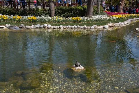 Turtle found by the side of a lake Stock Photos