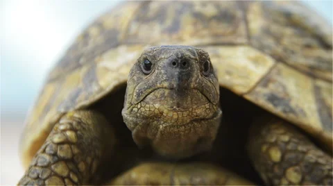 Turtle Front from a Low Angle Stock Footage 56715292