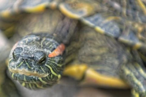 Turtle front view Stock Photos