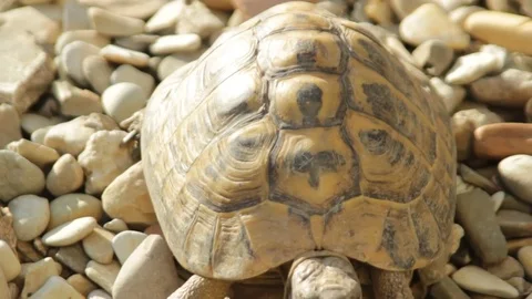 Turtle in the garden Stock Footage 75042793