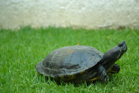Turtle in the garden Stock Photos