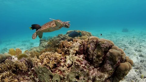 Turtle getting cleaned Stock Footage 93880831