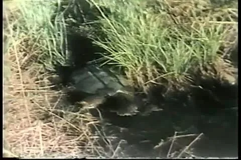 Turtle getting into swamp water Stock Footage 11354224