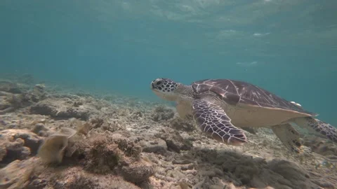Turtle in gili trawangan part 1 Stock Footage 205467717