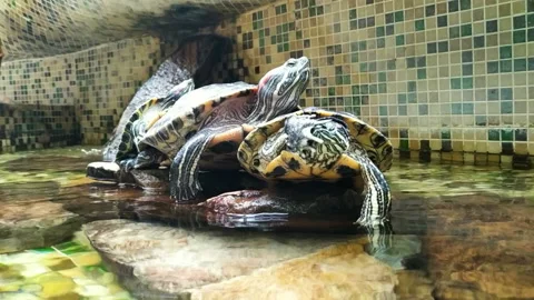 The turtle gives up something as a bad job or welcomes someone. Feelings, emotio Stock Footage 130674205