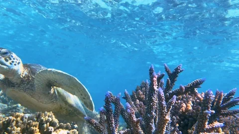 Turtle glides over pristine colourful hard coral in the Maldives. Ripples of tur Stock Footage 115854103