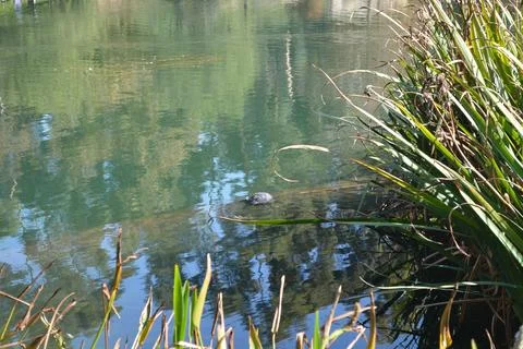 Turtle Glides Silently Through Shimmering Waters Under the Warm Sun Stock Photos
