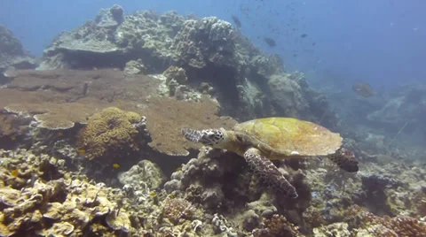 Turtle glides through water towards camera Stock Footage 33073517
