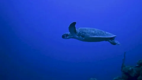 Turtle gliding in the deep Stock Footage 233225939