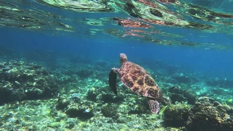 A turtle gliding over green sea turtle breaking the water surface to breathe Vídeo Stock 321939451