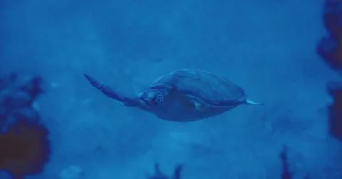 Turtle gliding through the clear waters of a coral reef at midday Stock Illustration