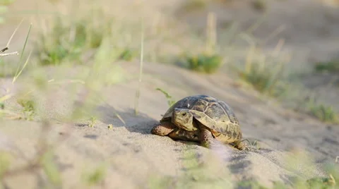 Turtle goes slowly in the sand with its protective shell Stock Footage 68191651