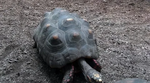 Turtle is going behind another turtle Video stock 65976515