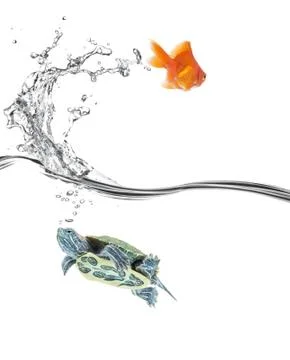 Turtle in, goldfish out Stock Photos