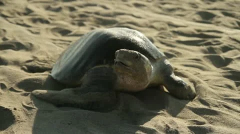 Turtle Golfina Stock Footage 8979764