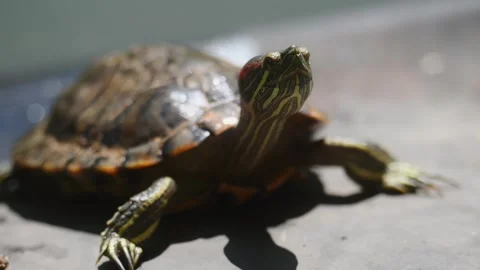 The turtle got out of the water and basks in the sun after swimming.Turtle Stock Footage 247335060