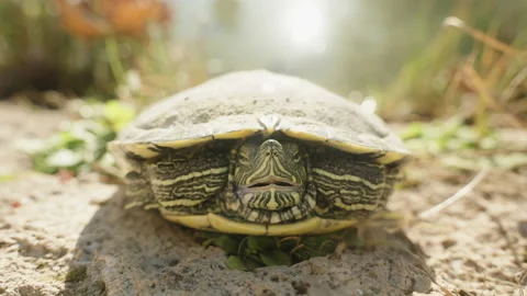 Inside Me Slowed Stock Videos – Royalty-Free HD & 4K Videos
