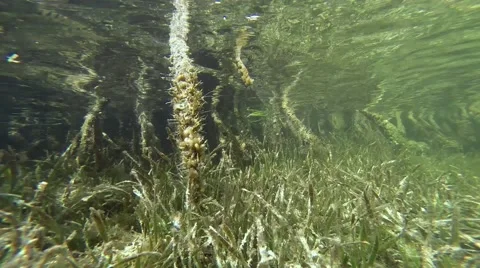 Turtle grass and Mangrove roots underwater Stock Footage 40450032