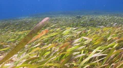 Turtle grass, blue water Stockbeeldmateriaal 8841330