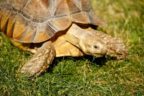Turtle on the grass close-up. Stock Photos