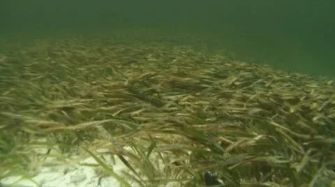 Turtle grass in current 02 Stock Footage 10714862